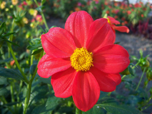 Картинка цветы георгины георгина