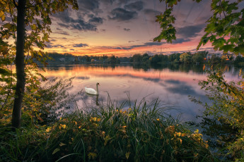 Картинка животные лебеди лебедь осень деревья закат озеро парк птица