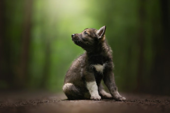 Картинка животные собаки фон собака щенок