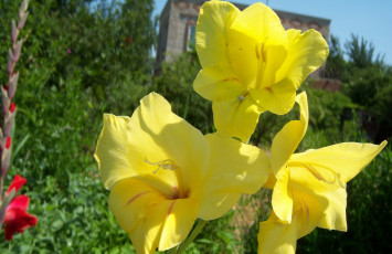 Картинка цветы гладиолусы