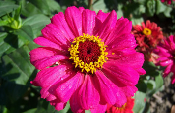 Картинка цветы цинния