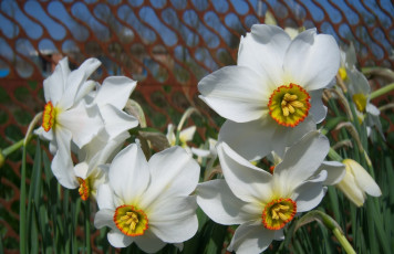 Картинка цветы нарциссы