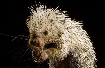 Картинка мексиканский+карликовый+дикобраз животные дикобразы малыш дикобраз мексика карликовый колючий иголки мордочка