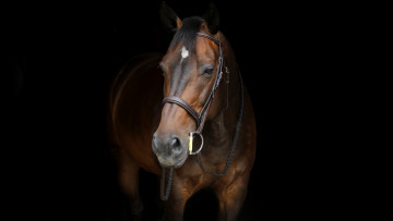 Картинка животные лошади уздечка гнедой конь