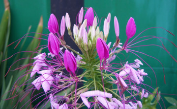 Картинка цветы антуриум+ цветок+фламинго фон