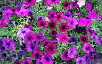 Картинка цветы петунии +калибрахоа лепестки фон