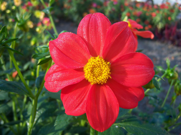 Обои картинки фото цветы, георгины, георгина