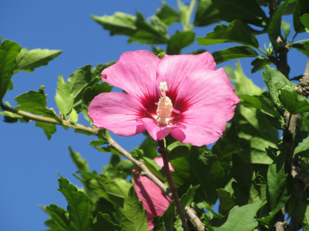 Обои картинки фото цветы, гибискусы, лето, 2018