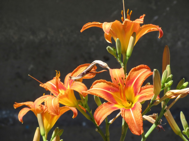 Обои картинки фото цветы, лилии,  лилейники, лето, 2018