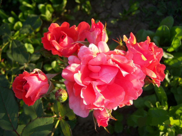 Обои картинки фото цветы, розы, красные