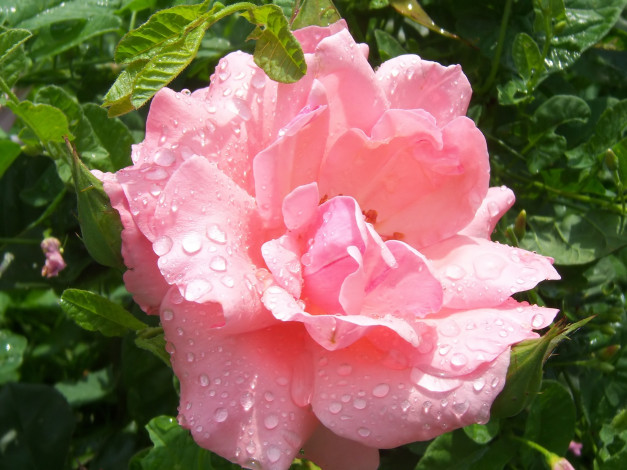 Обои картинки фото цветы, розы, роза