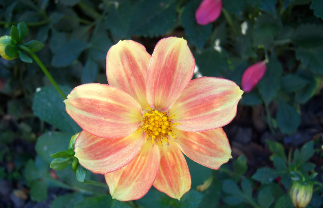 Обои картинки фото цветы, георгины, георгина