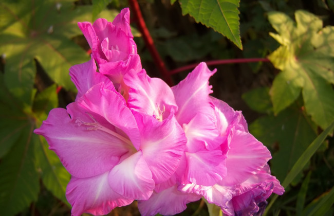 Обои картинки фото цветы, гладиолусы, розовые