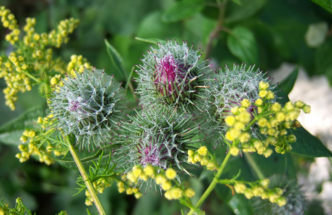 Обои картинки фото цветы, луговые , полевые,  цветы, лапух, репей