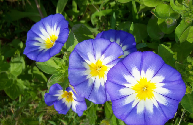 Обои картинки фото цветы, вьюнки,  ипомеи, вьюнок