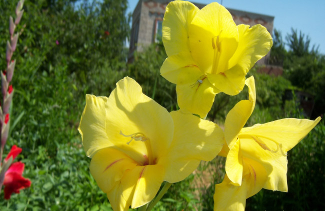 Обои картинки фото цветы, гладиолусы