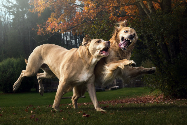 Обои картинки фото животные, собаки, друзья, прогулка