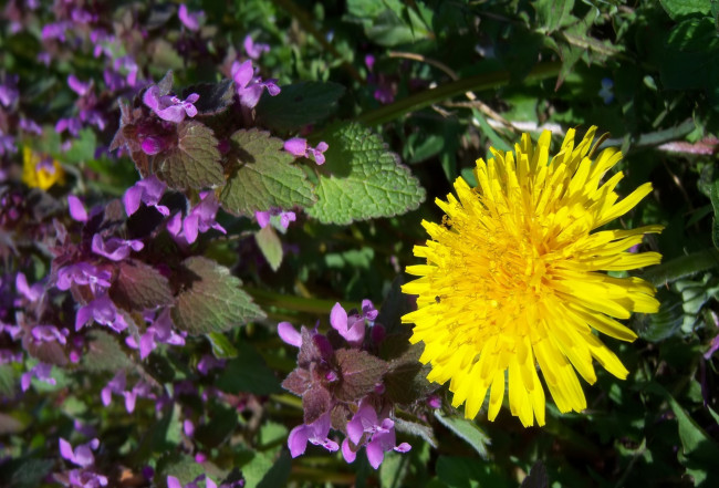 Обои картинки фото цветы, разные вместе, луг