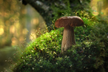 Картинка природа грибы боровик