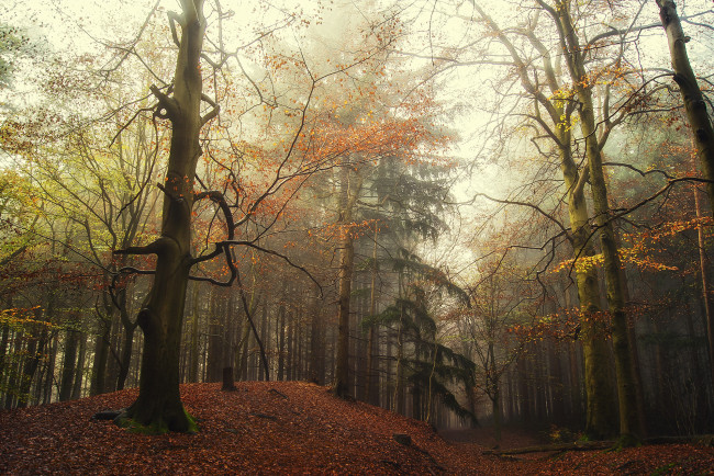 Обои картинки фото природа, лес, простор