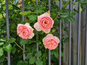 Картинка цветы розы трио