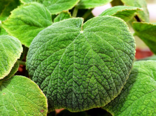 Картинка природа листья лист макро