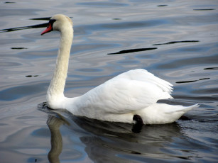 Картинка животные лебеди лебедь