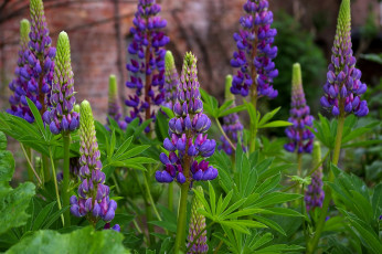 Картинка цветы люпин