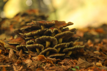 Картинка природа грибы грибная семейка