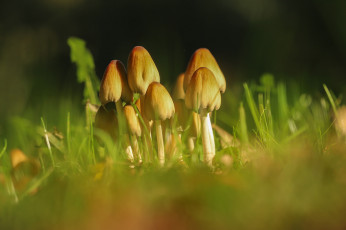 Картинка природа грибы грибная семейка