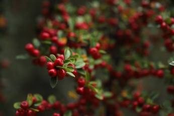 Картинка природа ягоды ирга