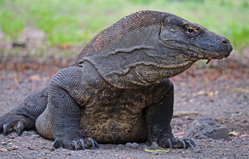 Картинка варан+комодо животные ящерицы +игуаны +вараны варан вараны комодо остров индонезия ящеры хладнокровные хвост чешуя дракон рептилия