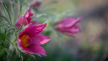 Картинка цветы анемоны +сон-трава сон-трава