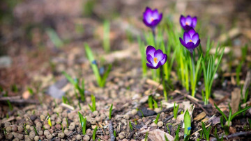 Картинка цветы крокусы ростки первоцветы