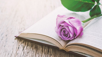 Картинка цветы розы книга роза