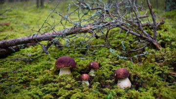 Картинка природа грибы боровики