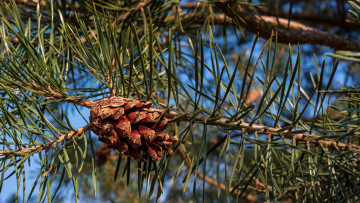 Картинка природа шишки +жёлуди +каштаны