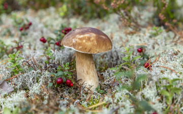 Картинка природа грибы боровик