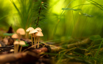 Картинка природа грибы грибная семейка