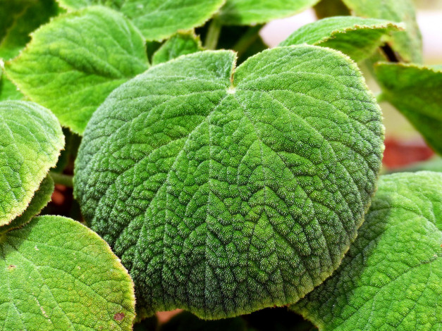 Обои картинки фото природа, листья, лист, макро