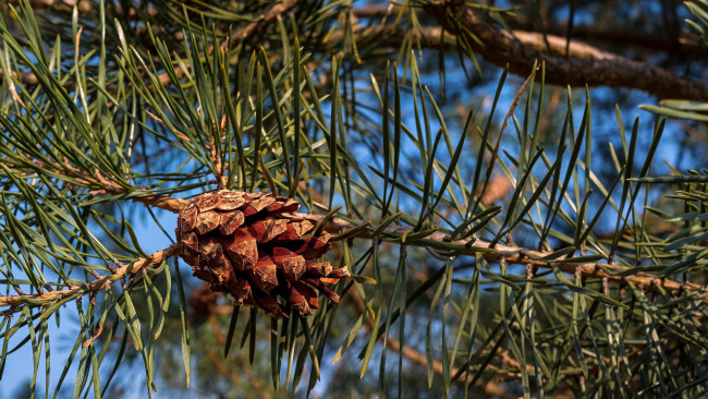 Обои картинки фото природа, шишки,  жёлуди,  каштаны