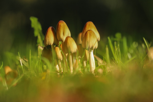 Обои картинки фото природа, грибы, грибная, семейка