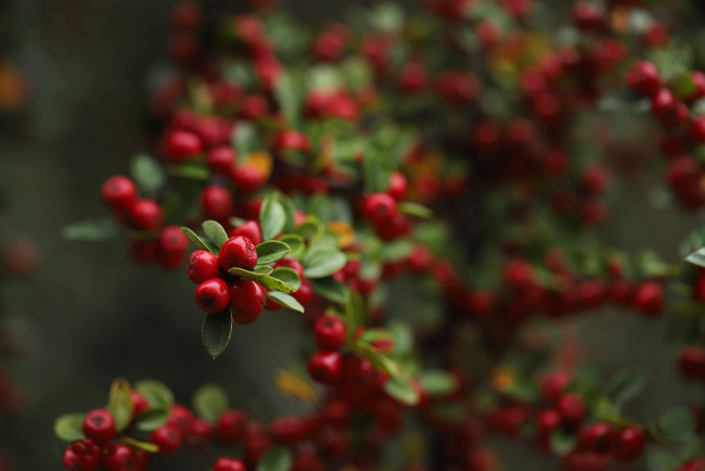 Обои картинки фото природа, ягоды, ирга