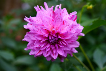 Картинка цветы георгины макро георгин розовый крапинки