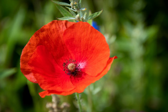 Картинка цветы маки алый мак макро бутон