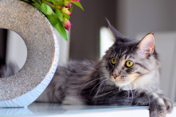 Картинка животные коты кот кошка