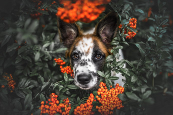 Картинка животные собаки собака