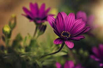 Картинка цветы остеоспермумы розовые сиреневые боке размытый фон остеоспермум