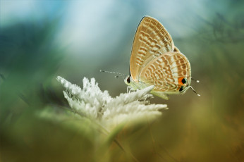 Картинка животные бабочки +мотыльки +моли макро бабочка растение рыжая