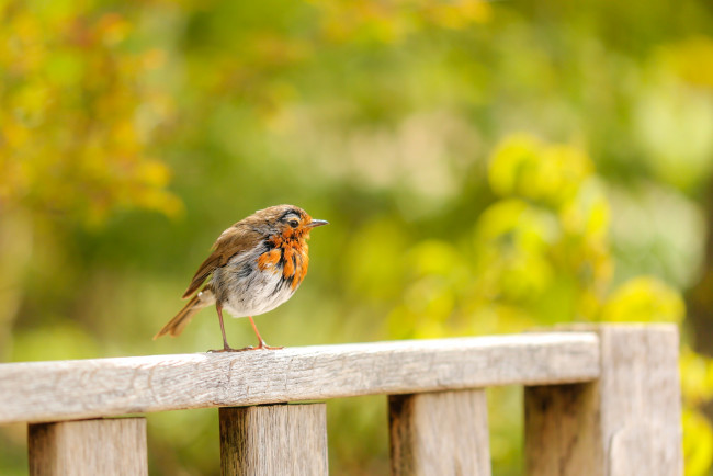 Обои картинки фото животные, синицы,  лазоревки, птичка